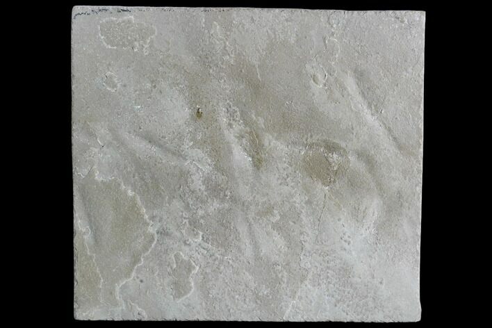 Fossil Bird Tracks - Green River Formation, Utah #105535